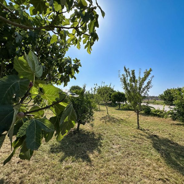 esterni-masseria.lu-monaco (12)